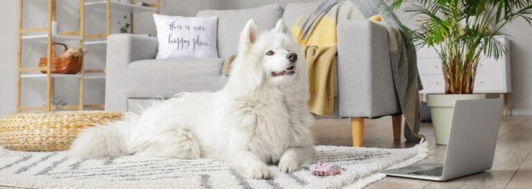 Apartment Living with Pets: Tips and Considerations