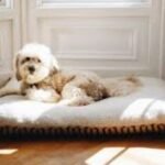 Tips for Finding Pet-Friendly Apartments