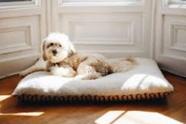 Tips for Finding Pet-Friendly Apartments